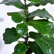 the-tarva-fiddle-fig-plant