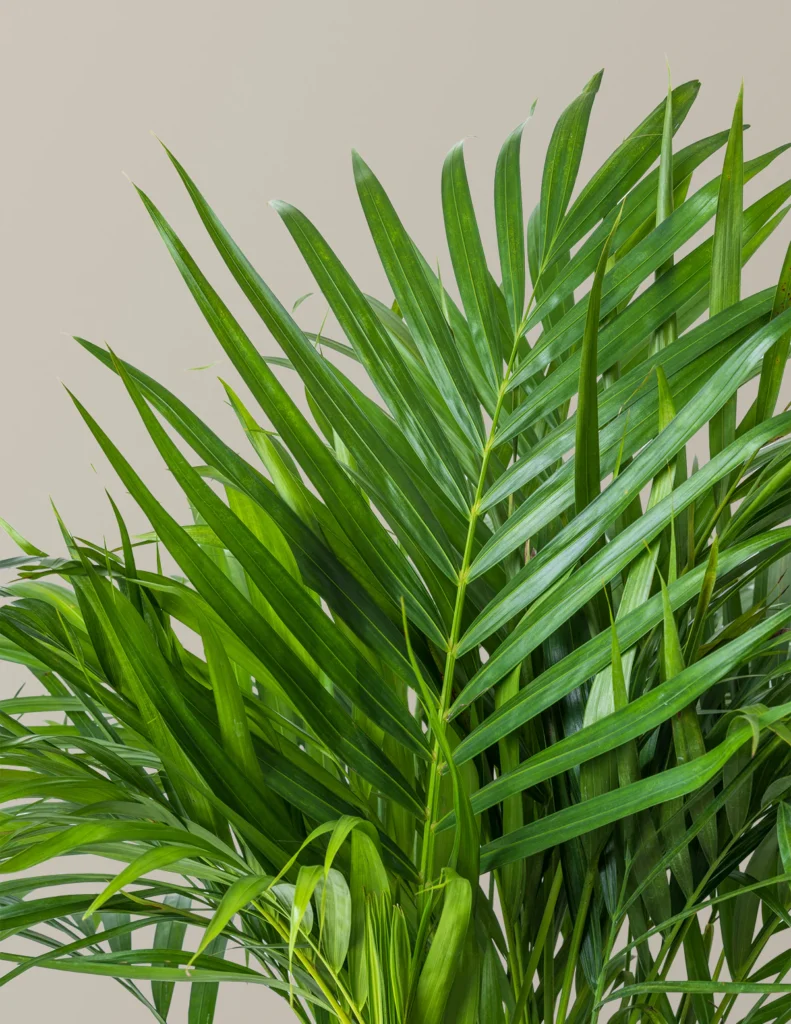 the-tarva_Areca-Palm_Gallery_2
