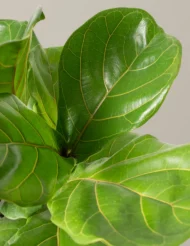 the-tarva_fiddle-leaf-fig_Gallery