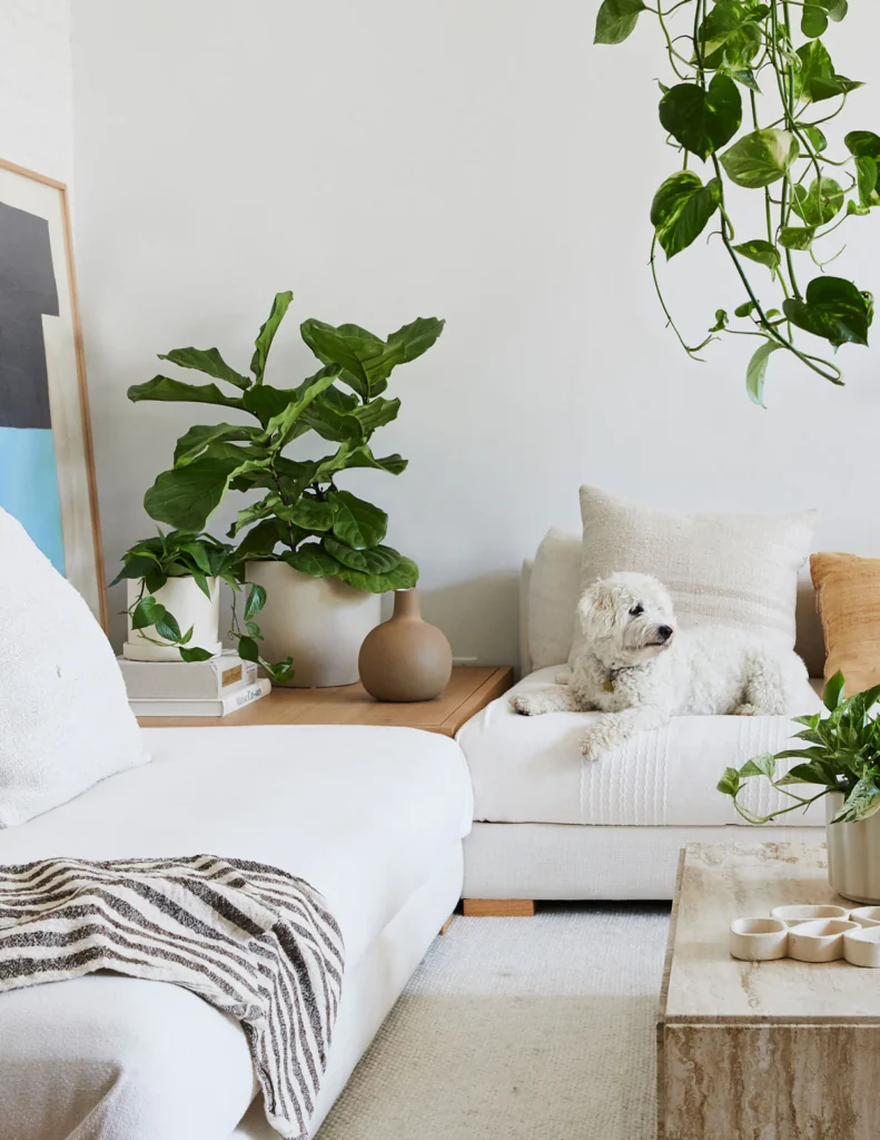 the-tarva_large-fiddle-leaf-fig-bush_gallery_all_04_9c386eae-8fb0-4ebc-a166-cab0a05213e0