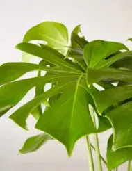 the-tarva_monstera_large_gallery_all_all_03copy