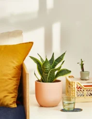 the-tarva_snake-plant-laurentii_gallery_medium_all_all_05