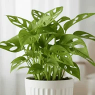 Broken Heart Plant - 1 - The Tarva