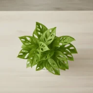 Broken Heart Plant - 2 - The Tarva