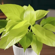 Money Plant Golden -2- The Tarva