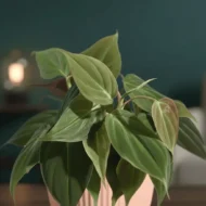 Philodendron Micans Plant - 2 - The Tarva
