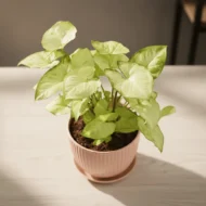 Syngonium Pixie Plant - 1 - The Tarva