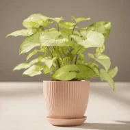 Syngonium Pixie Plant - 2 - The Tarva