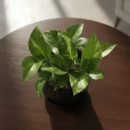Variegated Money Plant - 1 - The Tarva