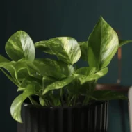 Variegated Money Plant - 2 - The Tarva