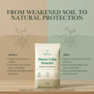 neem cake powder_the tarva_Before and after